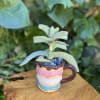 A living succulent selected and grown to complement a mug about 4