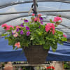 A hanging basket prefect to hang by your front door! 
