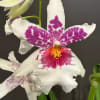 Symbolizing refinement, strength, and rare beauty, our orchids are a striking addition