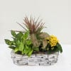 A fresh, low-maintenance centerpiece that brings calm and cheerful color to any