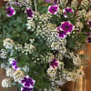 Hanging basket of purple-and-white petunias with clusters of tiny white flowers