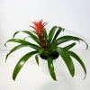A sculptural potted bromeliad that brings immediate tropical drama to a room