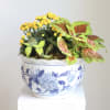 Our plant arrangements are unique, beautifully designed, and tailored to enhance any