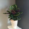 Stunning green plant with pink underleaves in a gray and white pot