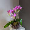 Mini phalaenopsis orchids, potted. 