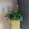 Potted bromeliads and green plants. 