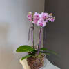Gorgeous mini phalaenopsis orchids. 