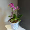 Dainty purple orchid with succulents in a blue detailed pot.