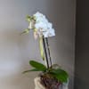 Mini phalaenopsis orchid potted in a decorative birds nest. 