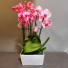 The perfect long-lasting gift - a hot pink orchid garden!
Measures approx. 26"Tx13"W