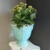 Yellow blooming succulent.