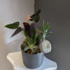 A wonderful mix of anthurium and green succulents potted in a black
