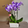 The perfect long-lasting gift - a bright purple orchid garden!
Measures approx. 26"Tx17"W