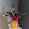Yellow pot featuring a beautifully striking calathea plant. 