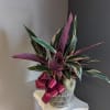Calathea potted in a decorative striped container with a burgundy ribbon. 