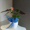 Dainty peach anthurium in a blue and white floral vase