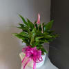 Small but beautiful pink anthurium. 