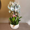 The perfect long-lasting gift - a trio of "Celeste" teal orchid plants.
Measures