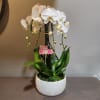 The perfect long-lasting gift - a trio of white waterfall orchid plants.
Measures