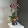 Lovely purple orrchid complimented by 4 succulents