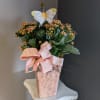 Kalanchoe plants in a matching tall container with matching ribbon! 