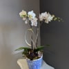 Potted phalaenopsis orchids in a decorative white and blue container. 