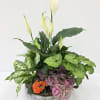 Planted in a round ceramic planter and finished with decorative stones, the