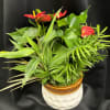 Tropical potted plant with red anthurium blooms in a ceramic pot