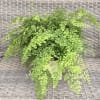 This gorgeous airy fern is resting in a 6" wooden box and