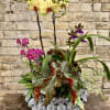 Unique Ceramic Container Set Up with an Assortment of Phalaenopsis Orchids,
Zygopetalum Orchids