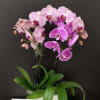 Orchid Plants 