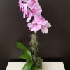 Orchid plants 