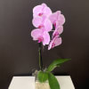 Orchid plant 