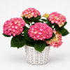 Make her day everyday with this live lush pink blooming hydrangea plant.