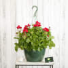 Potted geranium plant with red blooms in a hanging green container