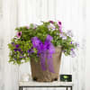 A locally grown outdoor annual planter is the perfect way to welcome