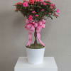 This pretty azalea tree serves up a plethora of pink petals. Absolutely