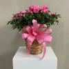 This pretty azalea serves up a plethora of pink petals. Absolutely stunning
