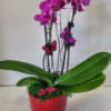 A striking petite double stem orchid featured in a ceramic container. Ideal