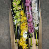 Boxed orchid stems in green, yellow, purple, and white.