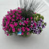 Assorted outdoor plants in a plastic 12 inch bowl with an adorning