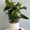 This festive Christmas plant makes the perfect gift for the holiday season!