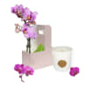 A refined expression of elegance, this beautiful bundle features a graceful pink