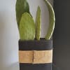 A compact desert accent that brings low-maintenance green into any room -