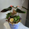 A compact cluster of mixed succulents and broad tropical foliage makes a