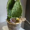 A modern, earthy potted arrangement perfect for housewarming or casual gifting, this