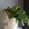 A lush, leafy green plant arranged to feel like a calm indoor