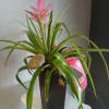 A tall, tropical statement that brightens any room-this bromeliad plant arrangement is