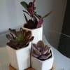 Low-key modern charm for the person who loves plants: a succulent mini