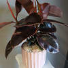 Deep, glossy burgundy leaves edged in warm pink-red give this potted rubber